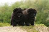 CHOW CHOW 509